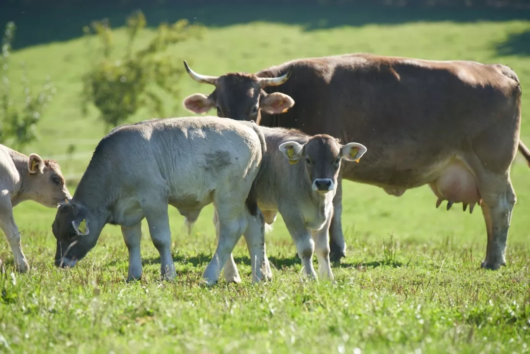 喜宝奶粉怎么样？优势解读揭开答案